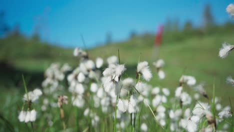 Grünes-Feld-Mit-Wilden-Weißen-Blumen---Nahaufnahme