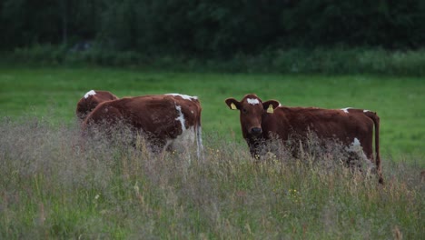 Vacas-Pastando-En-Un-Prado-Verde---Ancho