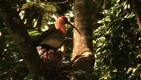 Braunhals-Ibis,-Ibis-Nest,-Sonniger-Ibis-Brütet,-Oben-In-Einem-Baum,-Mangroven-Dschungel-Lebensraum