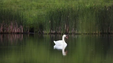 Single-white-mute-swan-relax-on-a-calm-pond-reflection-in-green-habitat