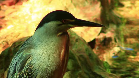 Striated-heron-bird-standing-in-water,-Mangrove-Heron,-Heron-bird-species,-Butorides-striata-birds,-eye,-beak,-feather-beautiful-close-up,-closeup-striated-herons