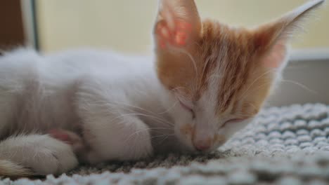 Cute-sleepy-baby-cat-with-red-head-resting-on-blanket-at-home,close-up