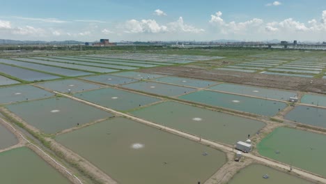Aerial-view-of-Zhujiang-China,-agricultural-rice-field-during-a-sunny-day-of-summer-with-clear-sky-and-modern-city-in-background-at-distance