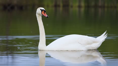 Close-up-portrait-of-white-mute-swan-on-calm-water-surface-reflection-with-ripple