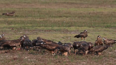 Feasting-on-scattered-meat-in-the-field-with-more-flying-in-to-join-in-the-feeding-frenzy,-Black-eared-kite-milvus-lineatus