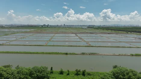 Drohnenanflug-Zhujiang-China,-Landwirtschaftliches-Reisfeld-Mit-Der-Neuen-Smart-City-Skyline-Im-Hintergrund-In-Der-Ferne-An-Einem-Sonnigen-Tag