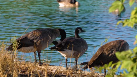 4k-footage-of-geese-cleaning-themselves-pond-side