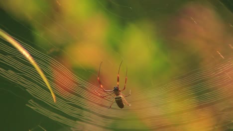 Spiderweb-being-constructed-by-golden-silk-orb-weaver-spider
