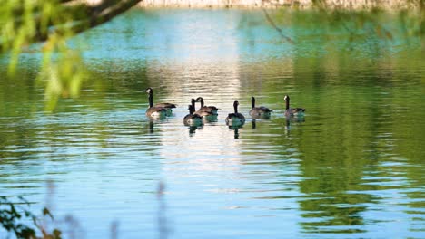 4k-footage-of-group-of-geese-swimming-with-fore-ground-in-frame