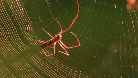 Golden-silk-orb-weaver-spider-building-a-trap,-silk-shining-in-the-sun