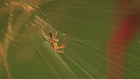 Schrägansicht-Einer-Spinne,-Die-Ein-Netz-Baut