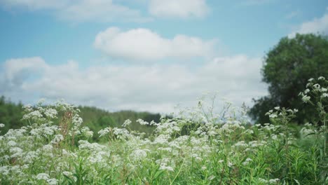 Großes-Feld-Mit-Weißen-Blumen---Schwenk