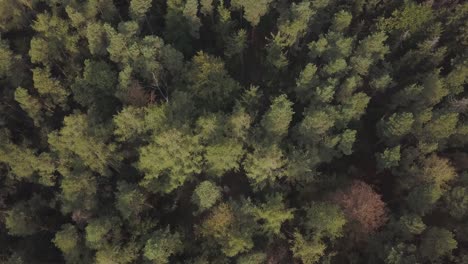 Drohnenaufnahme-Auf-Dem-Grünen-Wald-Aus-Der-Vogelperspektive