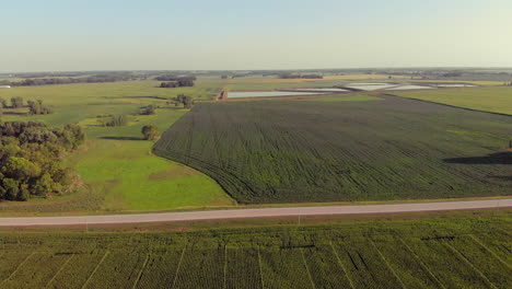 Forward-moving-aerial-drone-shot-of-soybean-field-farmland