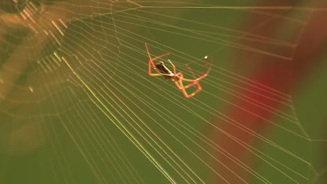Red-legged-golden-orb-weaver-spider-walking-down-his-web,-pulling-silk-along