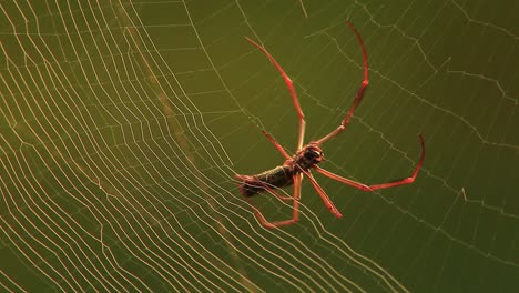 Golden-Silk-orb-weaver-spider-building-his-web