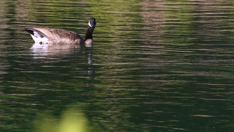 4k-footage-of-Canadian-Geese-swimming-by-a-stationary-camera-in-60-FPS