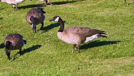 4k-footage-of-geese-feeding-on-a-lawn