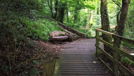 Wooden-boardwalk-walkway-in-peaceful-protected-red-squirrel-dense-woodland-park-trail