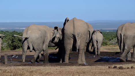 Afrikanischer-Elefant,-Großer-Bulle,-Der-Anderen-Am-Wasserloch-Dominanz-Zeigt