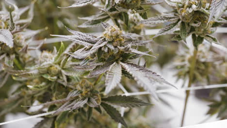 Detail-shot-of-cannabis-hemp-plants-in-a-indoor-growing-Greenhouse,-California