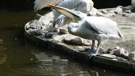 Ein-Pelikan-Macht-Eine-Wasserpause-Im-Zoo