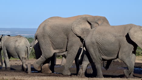 Afrikanischer-Elefant,-Großer-Bulle,-Der-Bei-Der-Herde-Ankommt,-Die-Sich-Um-Das-Wasserloch-Versammelt-Hat
