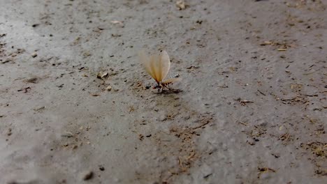 Geflügelte-Termite-Steckte-Im-Schlamm-Fest-Und-Schlug-Mit-Den-Flügeln