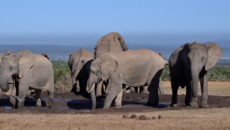 Afrikanische-Elefantenherde-Zeigt-Dominanz-An-Einem-Wasserloch
