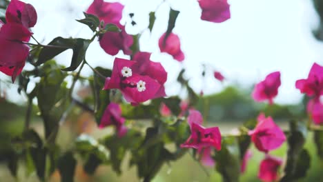 Vibrant-Bougainvillea-flowers-blossoming-in-the-breeze