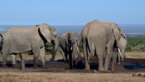 Afrikanischer-Elefant,-Einer,-Der-Sich-Langsam-Vom-Großen-Bullen-Am-Wasserloch-Zurückzieht