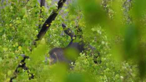 Elch-Steht-Im-Wald-Und-Geht-Mit-Grünen-Blättern-Im-Wind-Davon,-Ontario,-Kanada