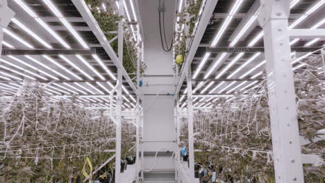 Walking-in-along-Cannabis-plantation-with-modern-lightning-system,-Greenhouse-concept