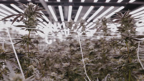 Nahaufnahme-Von-Cannabispflanzen-Im-Gewächshausanbau-In-Kalifornien,-Dolly-Kamerafahrt