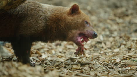 Close-up-of-Bush-Dog-eating-meat-and-bone-from-prey-it-has-hunted-with-social-group
