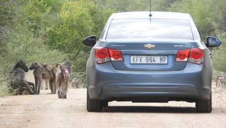 Tourist-Driving-Car-on-Busy-Dirt-Road-With-Monkeys,-Driver-Taking-Photos-Kruger-National-Park