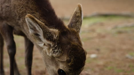 Slow-motion-shot-of-a-small-deer-being-fed-a-biscuit-by-a-hand-in-Nara