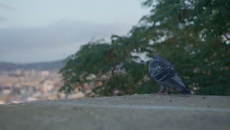 Hochauflösende-Ansicht-Eines-Vogels-Auf-Einem-Felsvorsprung-In-Der-Nähe-Malerischer-Bäume,-Die-Skyline-Der-Stadt-Barcelona,-Spanien,-Mit-Goldenem-Sonnenaufgang-In-6K,-Während-Vögel-Fliegen