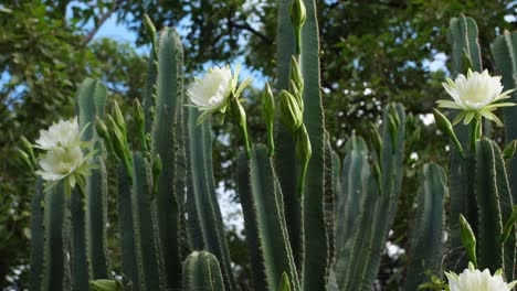 Scanning-shot-up-towards-top-of-giant-flowering-jungle-cactus-from-a-near-view-perspective