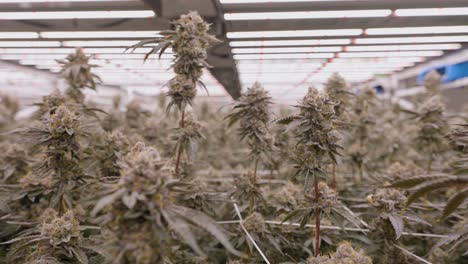 Revealing-shot-of-Marijuana-plantation-in-California-greenhouse,-Close-up