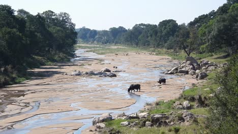 Búfalos-De-Sabana-Bebiendo-Agua-De-Un-Río-Con-Poco-Flujo,-árboles-Verdes-En-La-Orilla-Del-Río