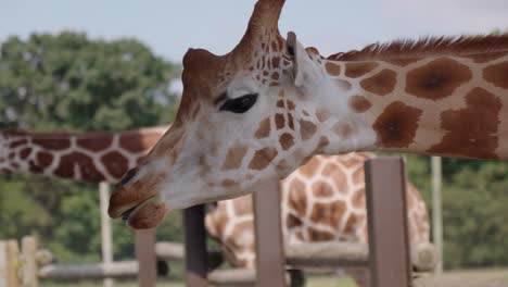 Die-Anmutige-Giraffe-Inmitten-Einer-Safari-Verkörpert-Die-Ungezähmte-Tierwelt-Mit-Auffälligen-Mustern-Vor-Dem-Hintergrund-Des-Himmels