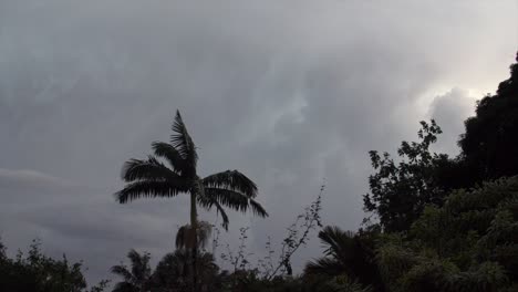 Fork-lightning-behind-a-palm-tree-moving-in-the-light-storm-winds