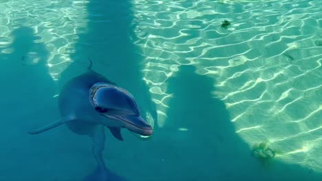Close-up-dolphin-in-pool-sitting-on-fin-with-head-out-of-the-water-looking-at-camera
