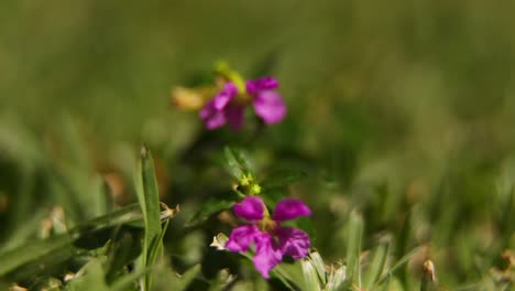 Fokussierung-Vom-Gras-Auf-Eine-Plink-Blume