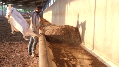 A-man-is-putting-dry-grass-for-the-cows-in-the-cowshed