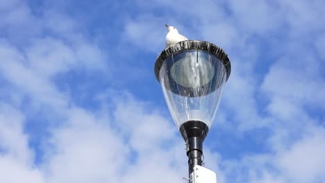 Low-angle-closeup-of-cute-seagull-looking-around-sitting-on-dirty-lamppost,-Galway