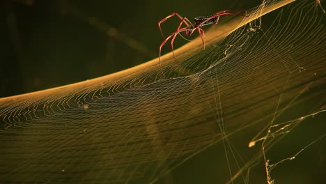 A-golden-silk-orb-weaver-spider-spins-a-web