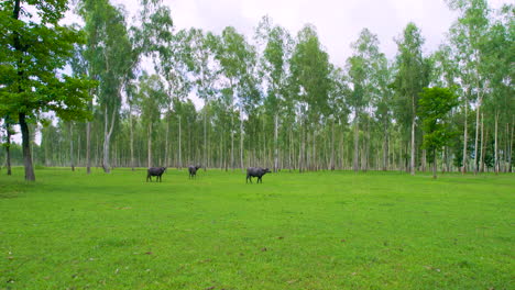 Tiro-De-Dron-De-Búfalos-Pastando-En-Un-Denso-Bosque-Verde-Alrededor-De-Nepal