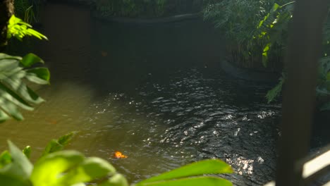Koi-fishes-pond-tilt-shot-at-Tropical-Dream-Center-at-Naha-Okinawa-Japan-summer-hot-shot-between-leaf-and-palms-flare